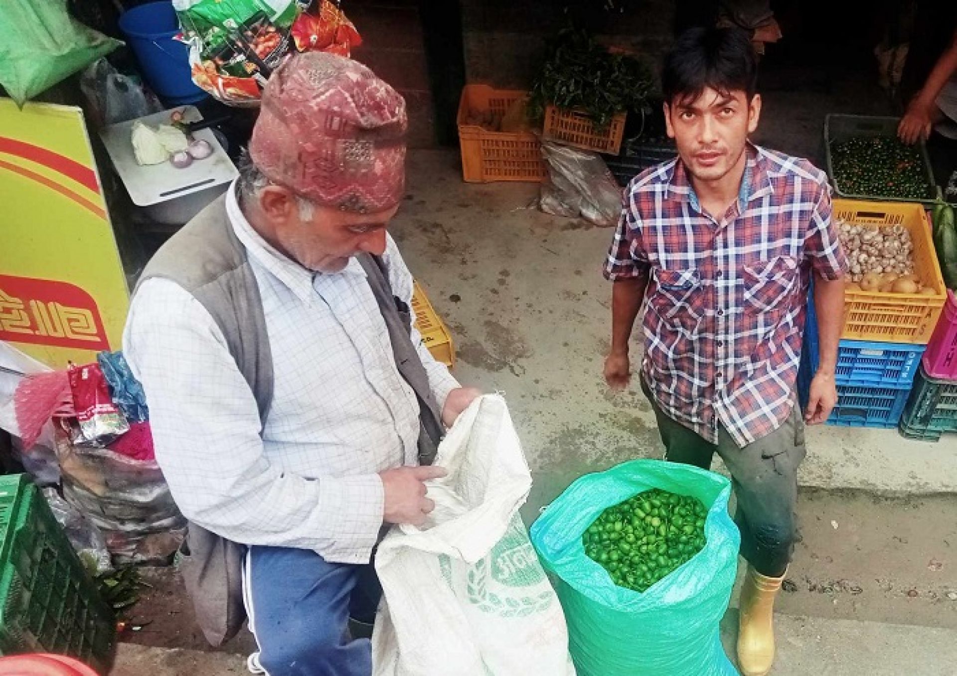 अकबरे खुर्सानी खेतीबाट मनग्य आम्दानी